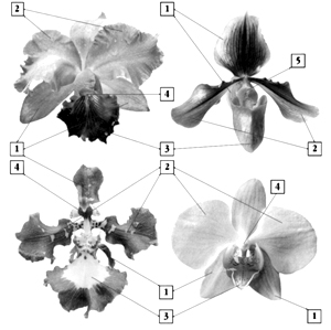 Строение орхидеи схема