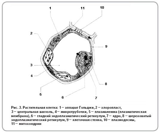 Стенка растительной клетки