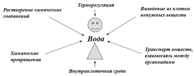 Дополните схему функции воды в организме человека