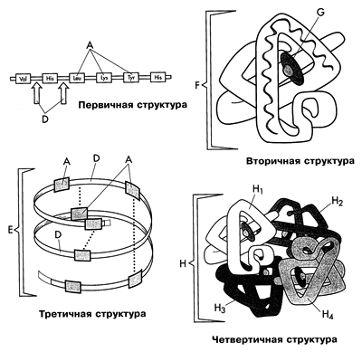 Выбери рисунок на котором представлена четвертичная структура белка