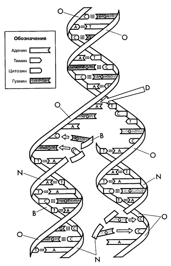 Биосинтез днк репликация схема ферменты