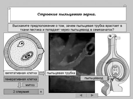 2 под какими цифрами на рисунке указаны спермий пыльцевая трубка