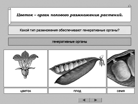 Что значит половая щель