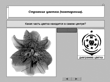 Диаграмма цветка тюльпана