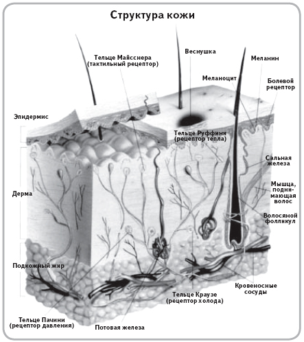 Развитие кожи