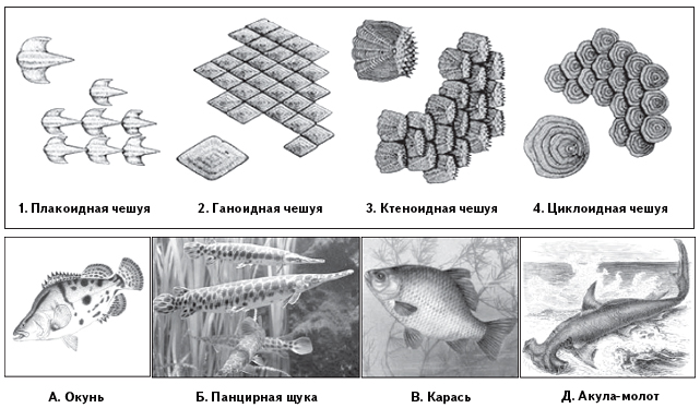 Фрагмент чешуи ашьяры архейдж