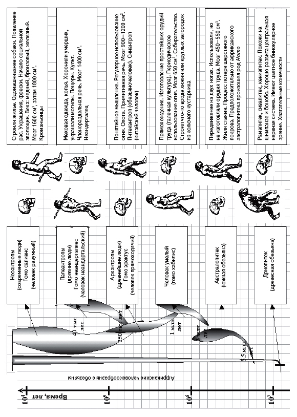 Схема эволюция человека 9 класс