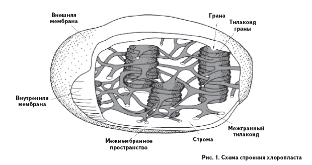 Схематический рисунок хлоропласта