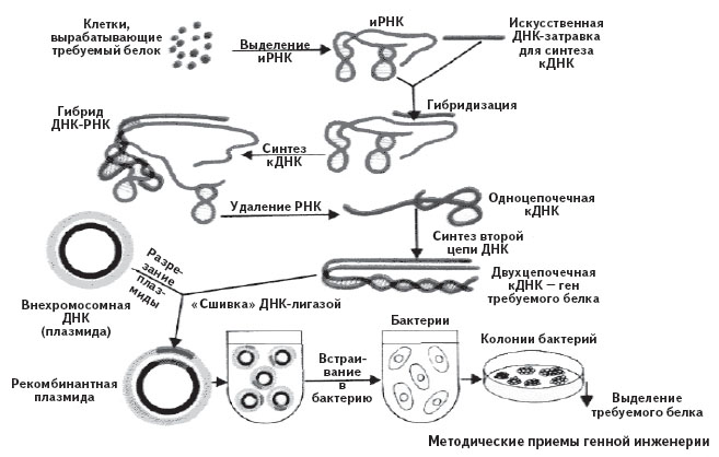 Исследователь трансформировал клетки бактерий плазмидой содержащей ген. Выделение ДНК В генной инженерии. Выделение плазмидной ДНК из бактериальных клеток. Схема получения Гена требуемого белка. Генная инженерия прокариот.