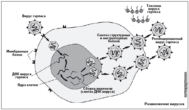 Герпес схема. Механизм размножения вируса герпеса. Этапы репродукции вируса герпеса схема. Размножение вирусов схема. Схема размножения вируса герпеса.